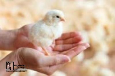 Technical, Financial Feasibility study of breeding chicken and birds for egg production